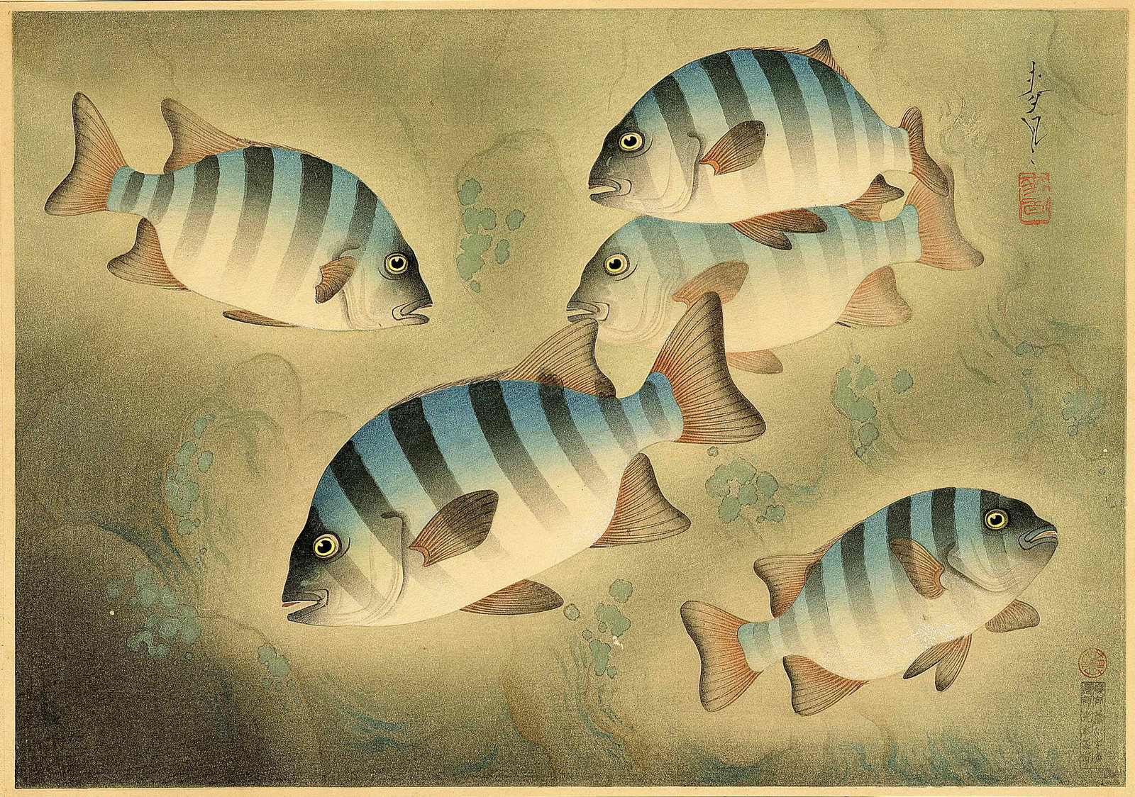 Bakufu Ohno: Parrot Fish 1939 1st Ed Woodblock: Japanese Woodblock Print, 1939, 1st Edition, from the series Pictures of Fish in Japan, tipped at top to original mount, SIZE IN INCHES: oban, 16 x 11 (print); 19.5 x 14 (mount) inches COMMENTS: RARE.