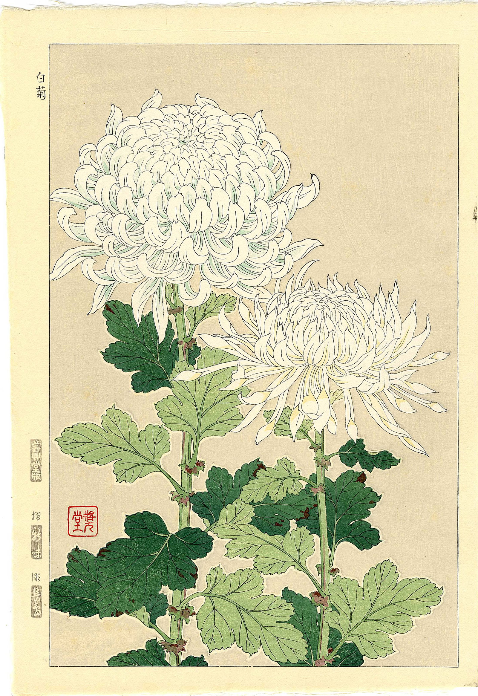 Kawarazaki Shodo: Chrysthemum 1951 Woodblock: Japanese Woodblock Print, 1951, early edition published by Unsodo from the original woodblocks SIZE IN INCHES: oban, 10.5. x 15.5 inches SHODO KAWARAZAKI (1889-1973), also known as Kodo, was a promine