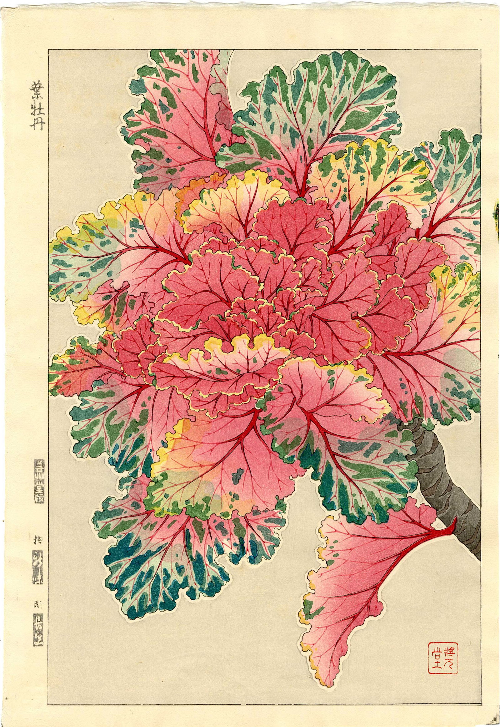 Kawarazaki Shodo: Ornamental Kale 1954 Woodblock: Japanese Woodblock Print, 1954, early edition published by Unsodo from the original woodblocks SIZE IN INCHES: oban, 10.5. x 15.5 inches SHODO KAWARAZAKI (1889-1973), also known as Kodo, was a promine