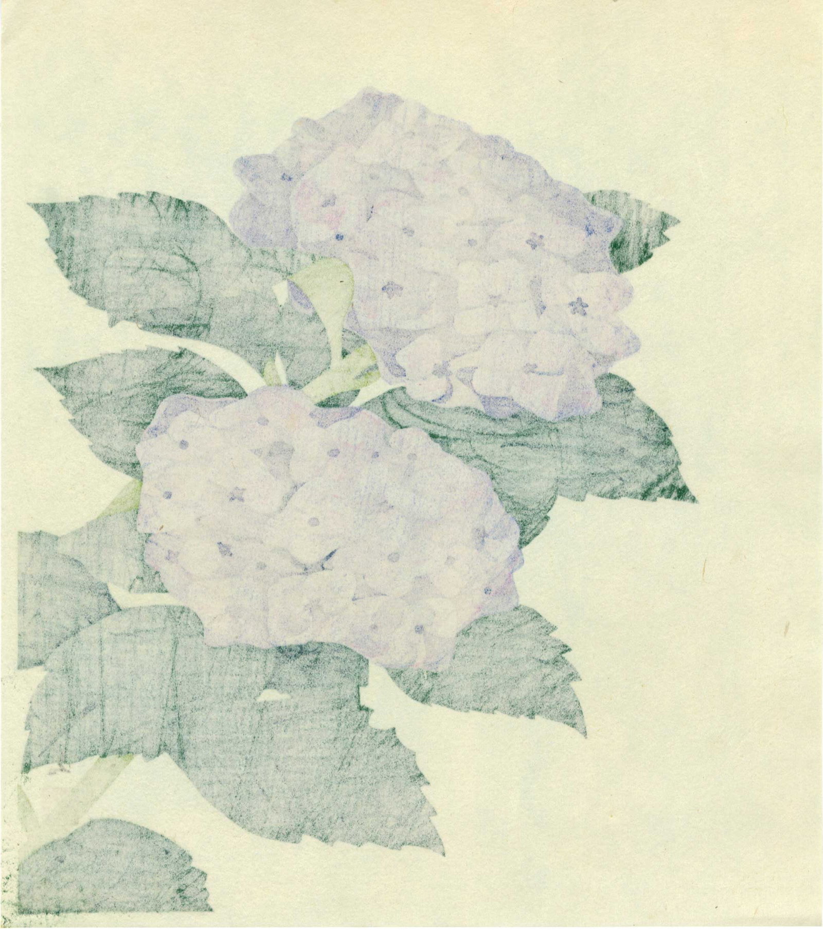 Not Read: Hydrangeas Woodblock - 2