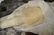 PRETTY 24 1/2" ANTIQUE BISQUE SHOULDERHEAD - 4