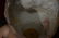 1800'S CLOSED MOUTH JUMEAU DEPOSE, TETE JUMEAU, ~23" ~ - 4