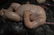 CHARMING ANTIQUE 5pc CHARACTER BABY BODY - 4