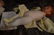 ANTIQUE c 1917 BOY DOLL ~ KATHY KRUSE ~ w PROVENANCE - 6