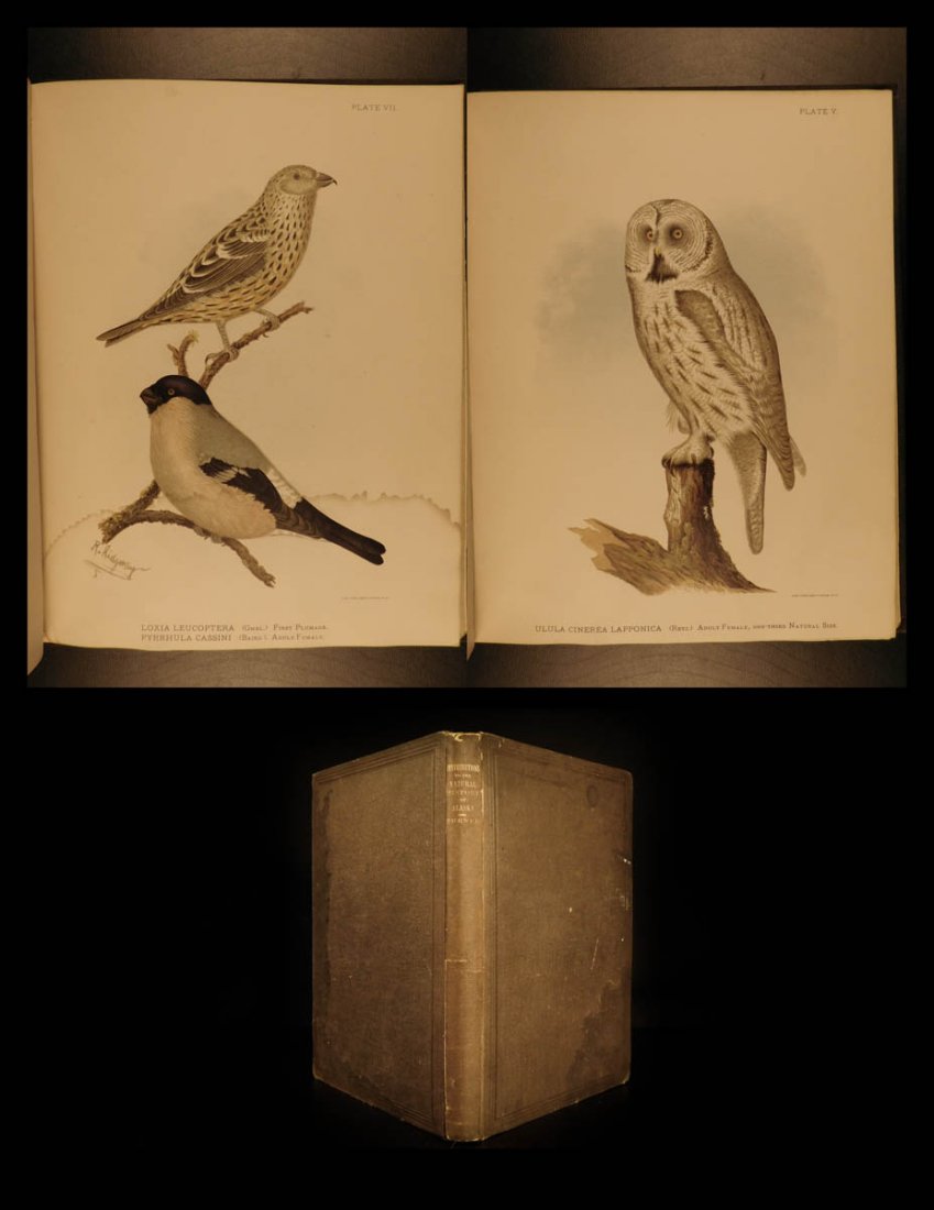 1886 1ed Natural History of ALASKA Yukon Canada Birds (1 of 10)