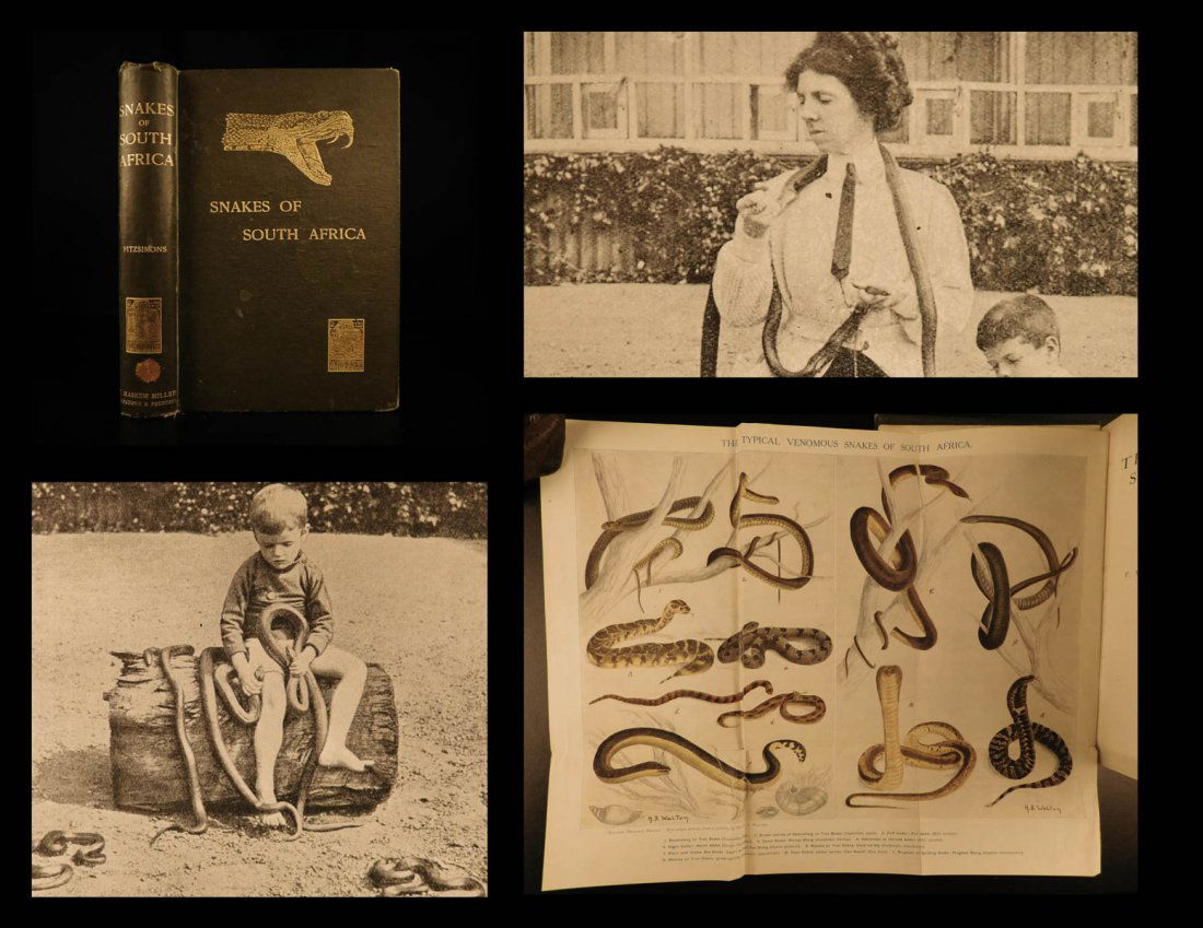 1912 SNAKES of South Africa Illustrated Poison Serpents (1 of 10)