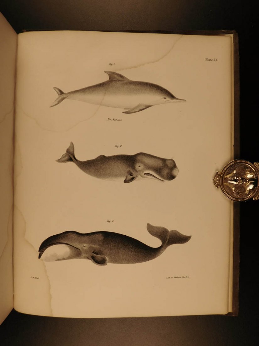 1842 1ed New York Zoology Natural History of Mammalia: 1842 1ed New York Zoology Natural History of Mammalia James De Kay Illustrated James Ellsworth De Kay (1792–1851) was an American zoologist. He originally studied medicine, but moved to New York and