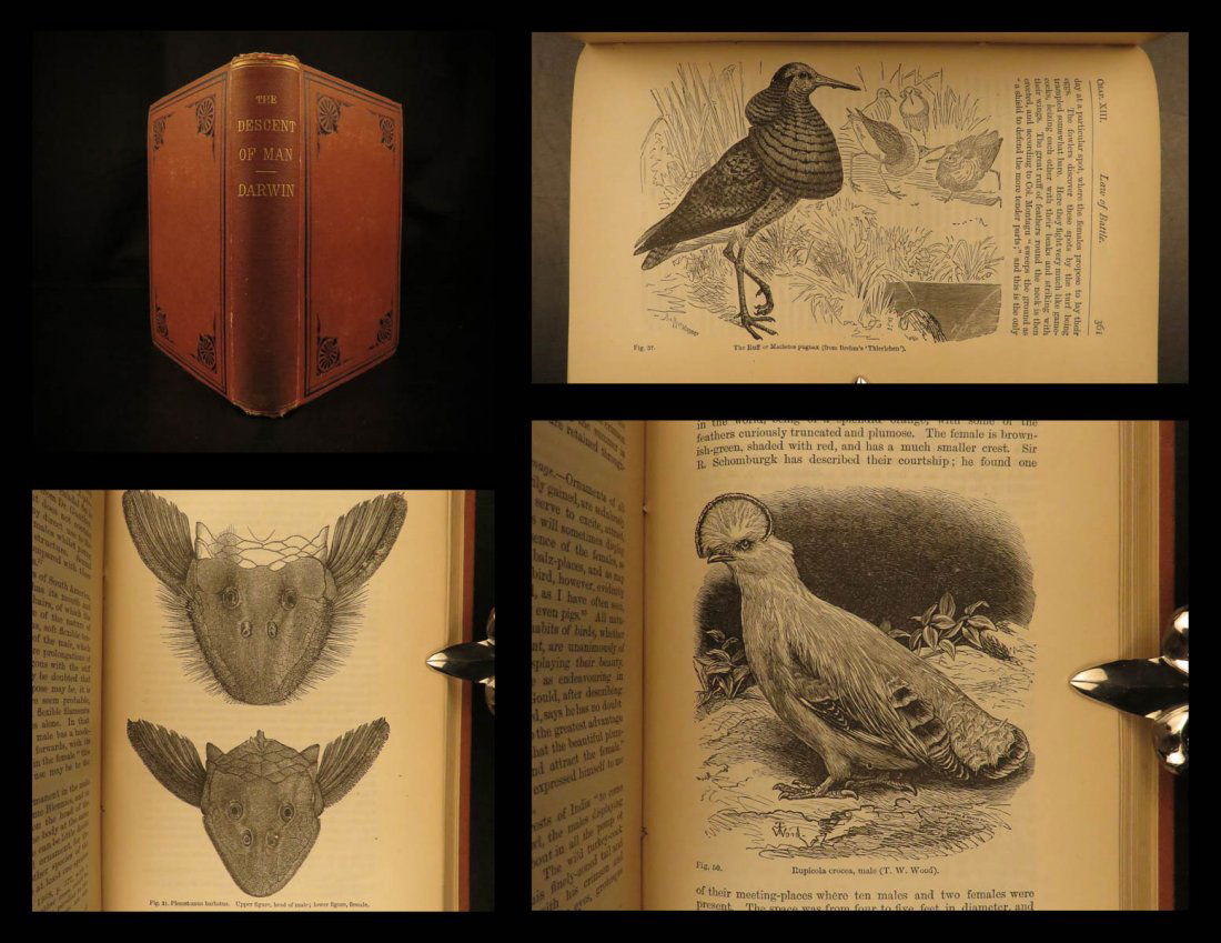 1875 Charles Darwin Descent of Man Evolution Monkeys (1 of 10)