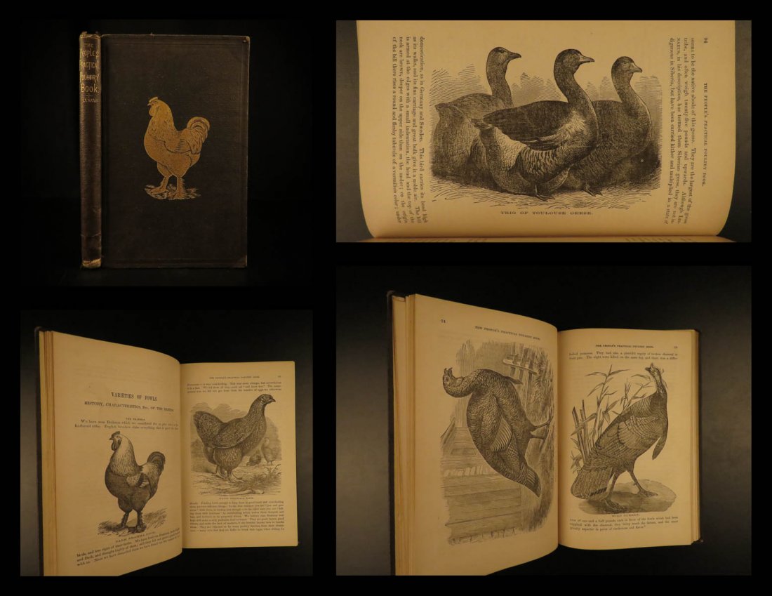 1871 Practical Poultry Book Chicken Breeding Ducks Farm (1 of 10)