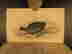 item-95588564=10