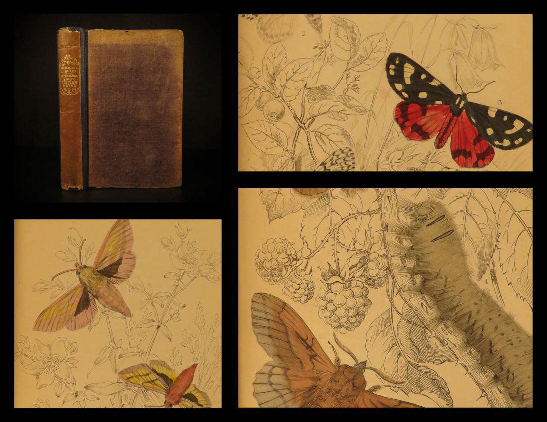 1836 EXQUISITE Butterfly Art Jardine Butterflies (1 of 10)
