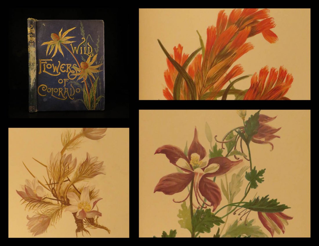1885 1ed Colorado Wild Flowers Emma Thayer Watercolor: 1885 1ed Colorado Wild Flowers Emma Thayer Watercolor Illustrated Botanical A beautiful 19th-century botanical book filled with colored illustrations of flowers and plants from Colorado. This work was