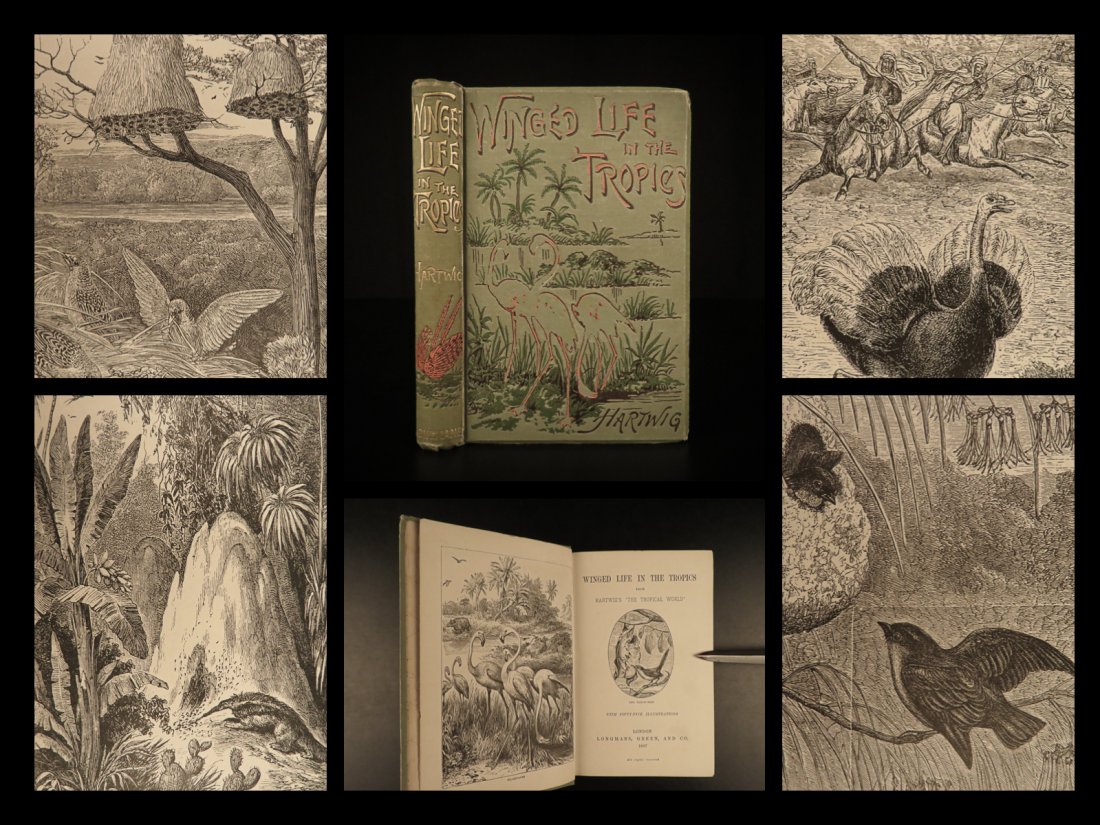 1887 1ed BIRDS of Tropics Toucans Parrots Peacocks (1 of 10)