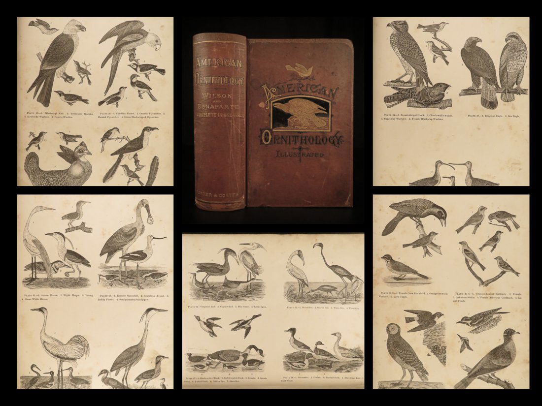 1878 BIRDS American Ornithology Alexander Wilson (1 of 10)