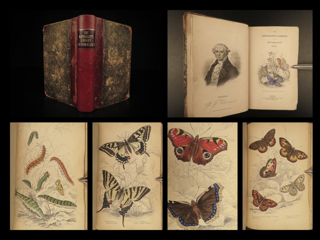 1840 BUTTERFLY Art Natural History British Butterflies Duncan Color Illustrated: 1840 BUTTERFLY Art Natural History British Butterflies Duncan Color Illustrated James Duncan was a 19th-century Scottish naturalist most known for his work in entomology in natural history, including 