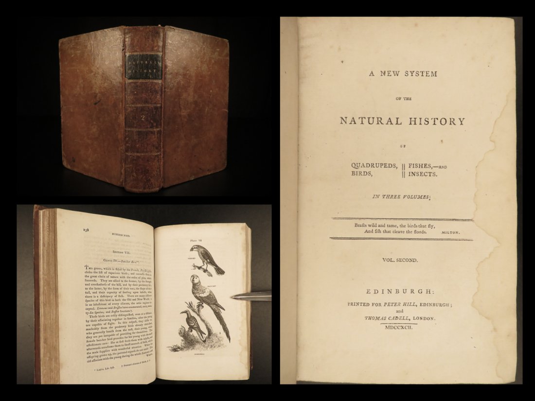 1792 BIRDS Natural History Falconry Hawks OWLS Eagles Duck Ornithology Buffon (1 of 10)