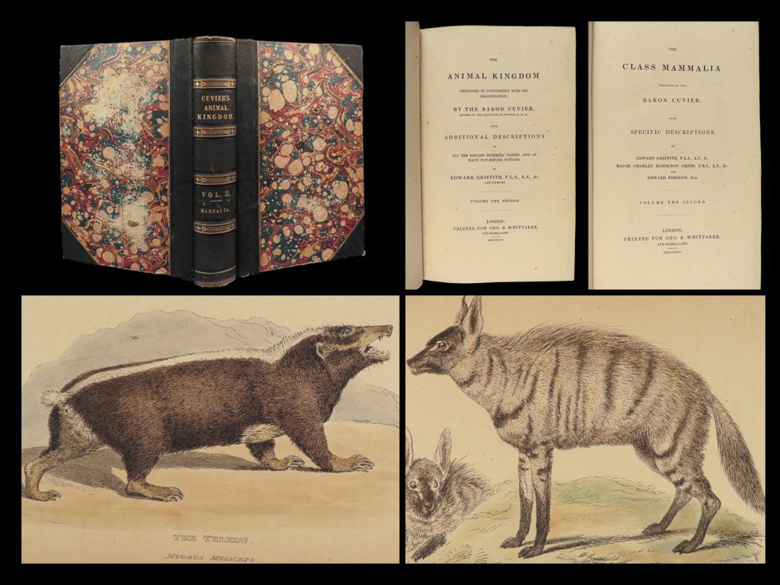 1827 Cuvier Animal Kingdom Illustrated Fossils Natural History Color PLATES Zoology (1 of 10)