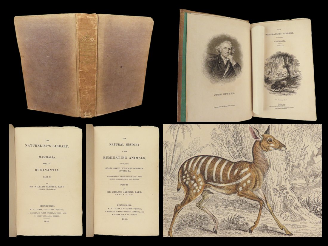 1836 Natural History Mammals Africa Buffalo Oxen Sheep Bulls Illustrated Jardine: 1836 Natural History Mammals Africa Buffalo Oxen Sheep Bulls Illustrated Jardine Sir William Jardine was a 19th-century Scottish naturalist most known for his extensive series of books on natural hist
