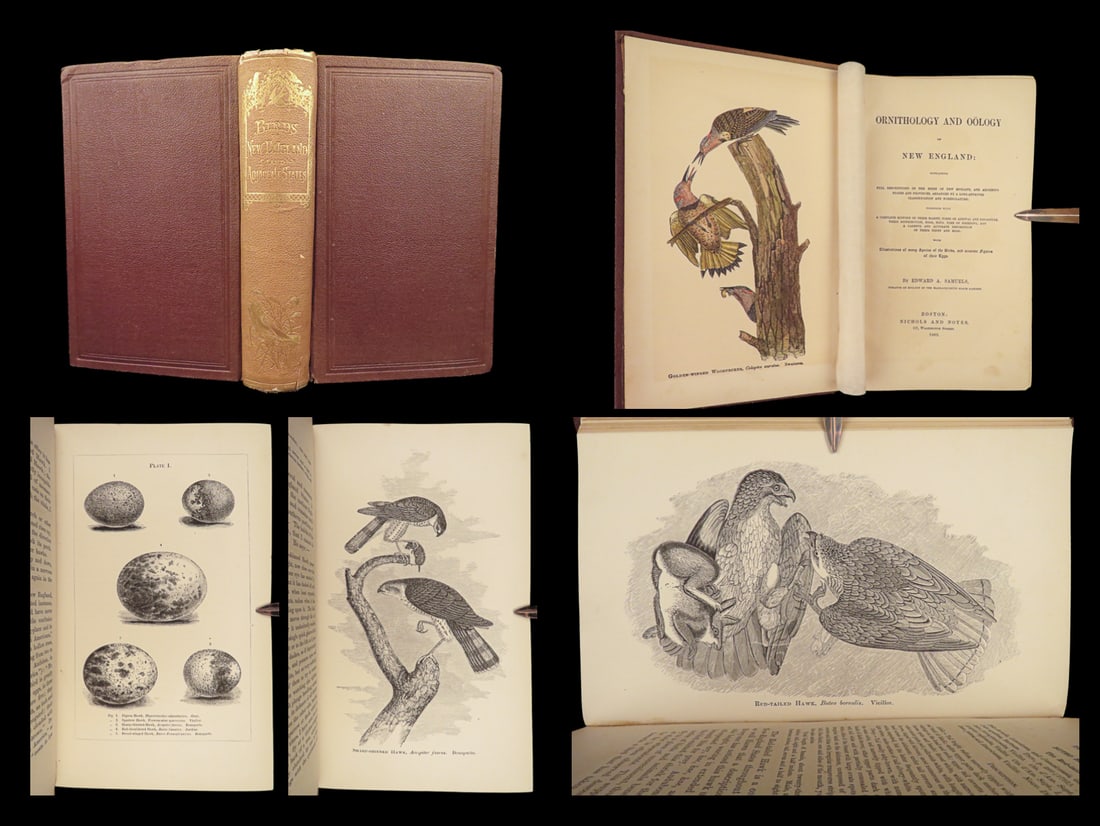 1869 BIRDS Ornithology & Oölogy of New England Nests Eggs Migrations Illustrated (1 of 10)