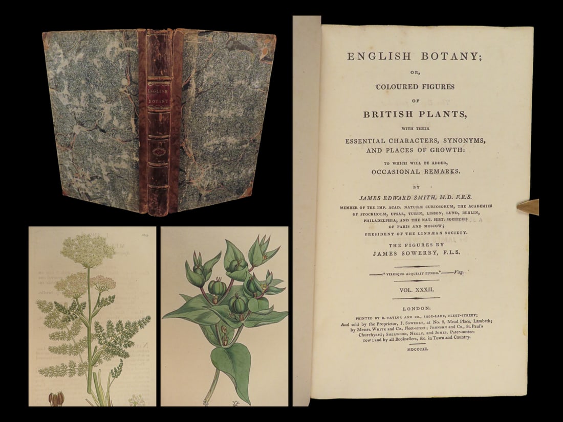 1811 English Botany ART Sowerby 72 Color Illustrated Flowers British Plants RARE (1 of 10)