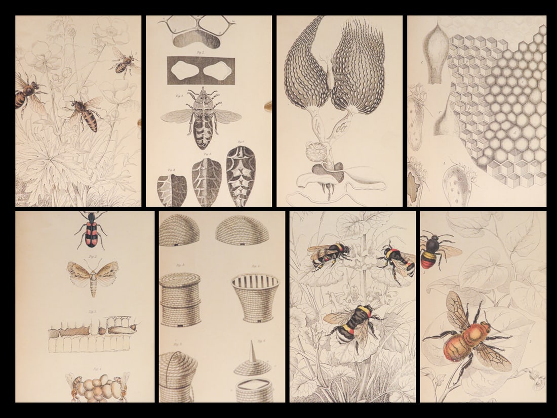 1843 BEES Apiology Beekeeping Illustrated Bee Hives Honey Jardine Naturalist: 1843 BEES Apiology Beekeeping Illustrated Bee Hives Honey Jardine Naturalist Sir William Jardine was a 19th-century Scottish naturalist most known for his extensive series of books on natural history,