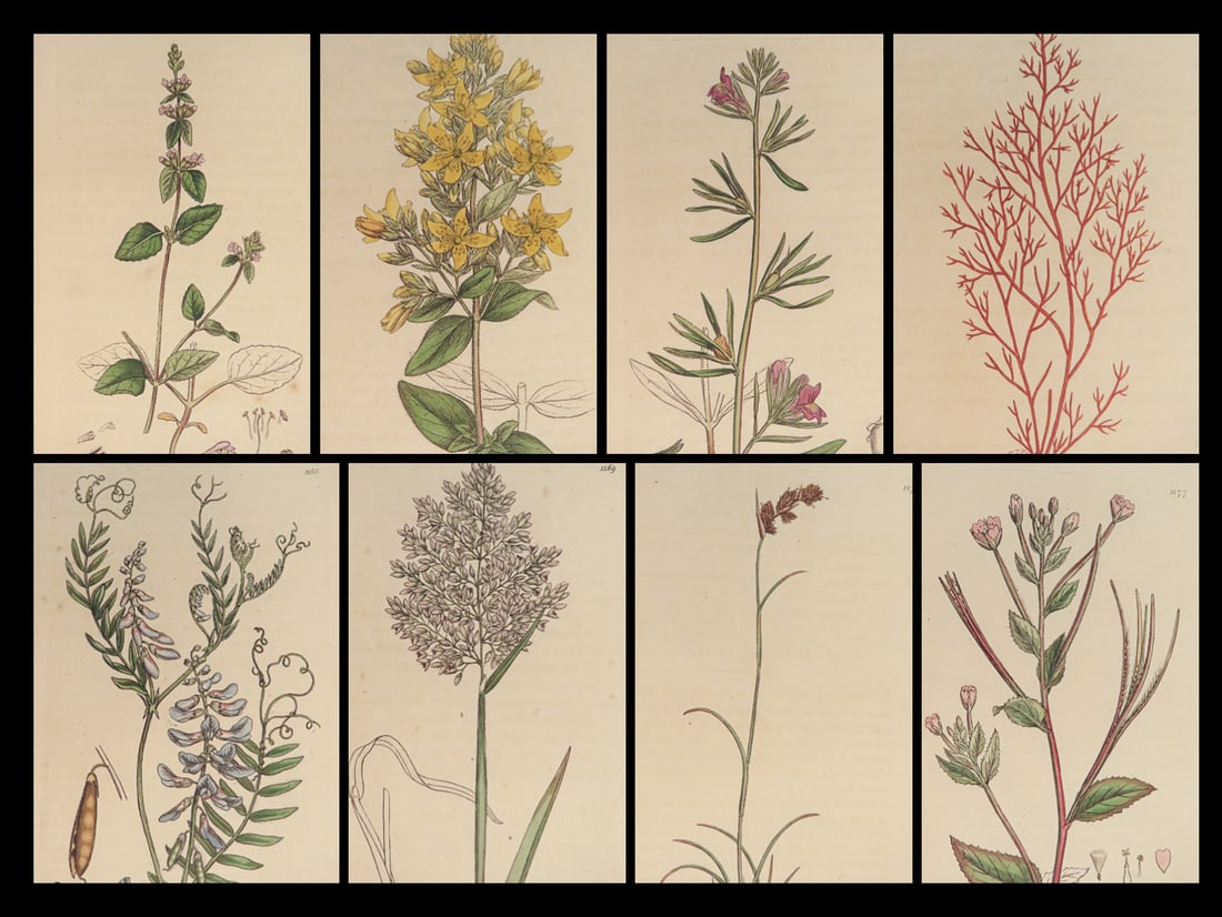 1803 English Botany James Sowerby Color Illustrated Flowers British Plants RARE (1 of 10)