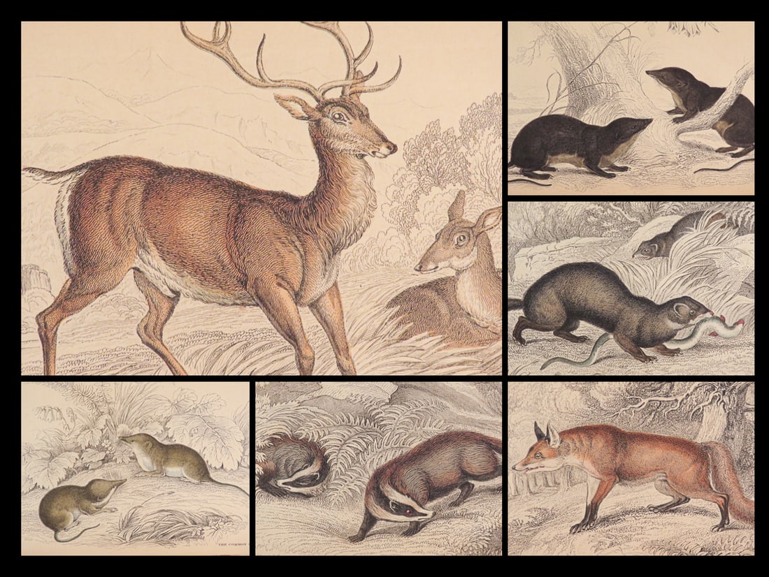 1838 Jardine Naturalist Mammals Deer Bats Seals Walrus Rabbits Moles Illustrated: 1838 Jardine Naturalist Mammals Deer Bats Seals Walrus Rabbits Moles Illustrated Sir William Jardine was a 19th-century Scottish naturalist most known for his extensive series of books on natural hist