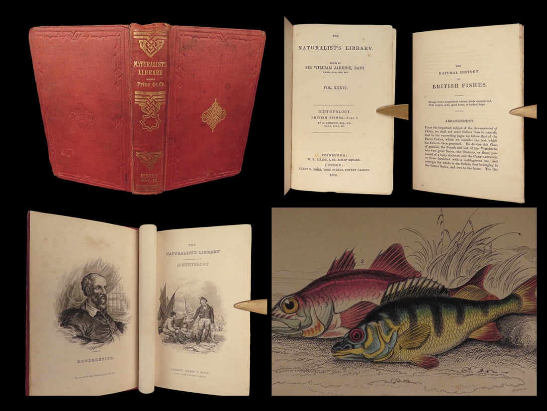 1860 FISH Jardine Naturalist FISHING Ichthyology Mackerel Smelt DRAGONET Wrasse: 1860 FISH Jardine Naturalist FISHING Ichthyology Mackerel Smelt DRAGONET Wrasse Sir William Jardine was a 19th-century Scottish naturalist most known for his extensive series of books on natural histo