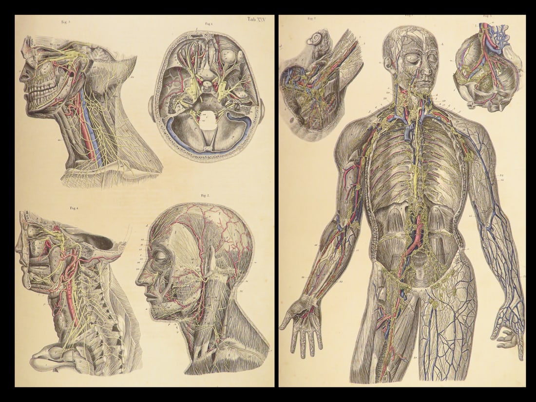 1864 ENORMOUS Human Anatomy ATLAS German Bock Illustrated Medicine Surgery (1 of 10)