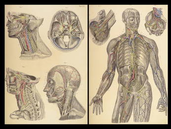 1864 ENORMOUS Human Anatomy ATLAS German Bock Illustrated Medicine Surgery