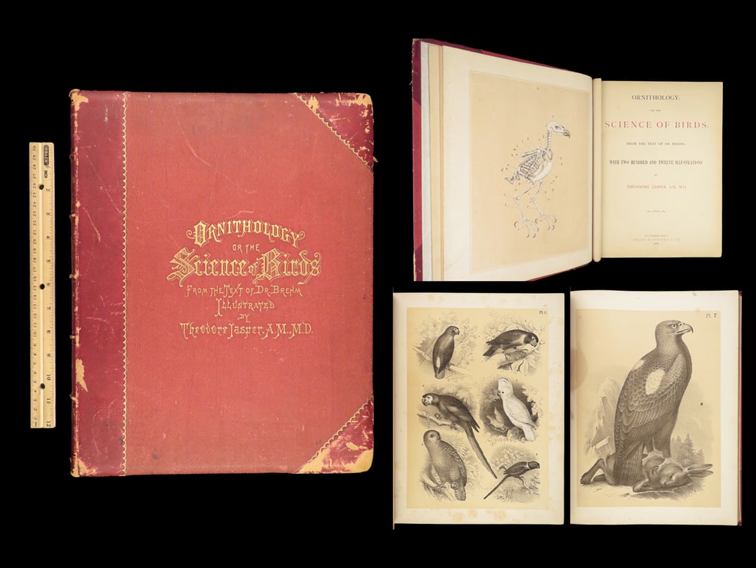 1878 ORNITHOLOGY Science of BIRDS North America 200 Engravings Jasper Illustrated (1 of 10)