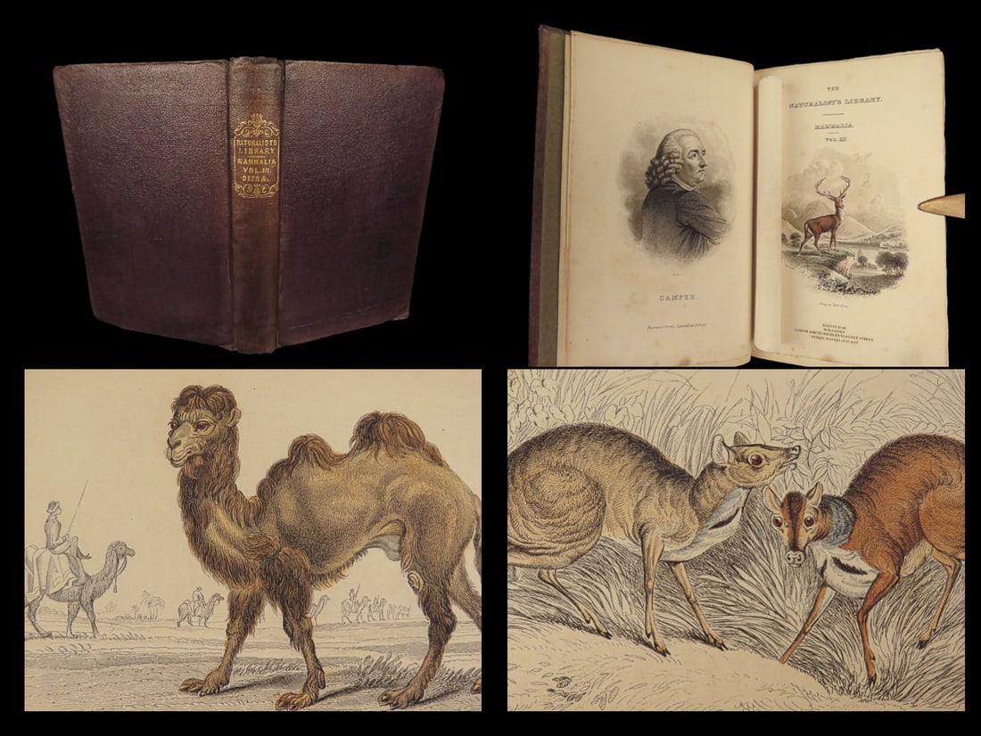 1835 Jardine Naturalist’s Library 1st edition | Ruminantia Mammals Animals Moose (1 of 10)