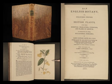 1802 1ed English Botany Plants Sowerby Flowers Illustrated Goutweed Bugloss RARE