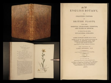 1802 1ed English Botany Plants Sowerby Flowers Meadow Grass Soapwort Illustrated