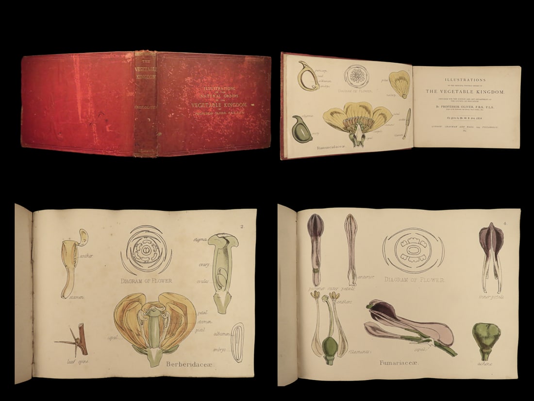 1874 1ed Illustrations Vegetable Kingdom Botany 109 Botanical Flower Color ART! (1 of 20)