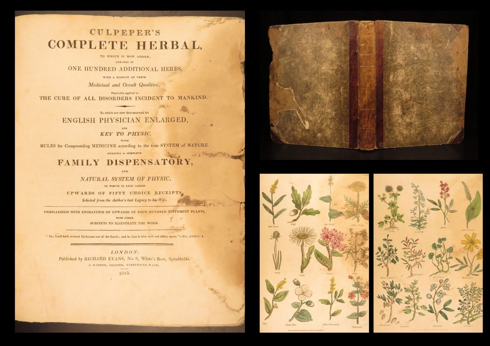 1815 – The Complete Herbal – Nicholas Culpeper | Illustrated Family Medicine: Nicholas Culpeper was a 17th-century English herbalist and physician known for his principal work “The English Physician”. This work, which was first published in 1652, contains a plethora of