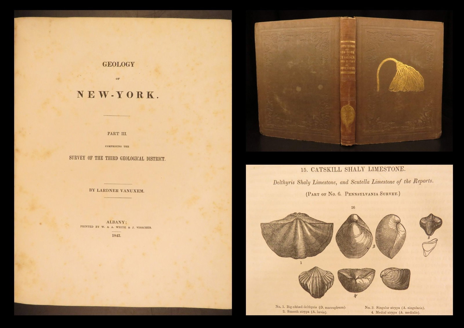 1842 – Geology of New York – Vanuxem | Illustrated Natural History, Fossils (1 of 10)