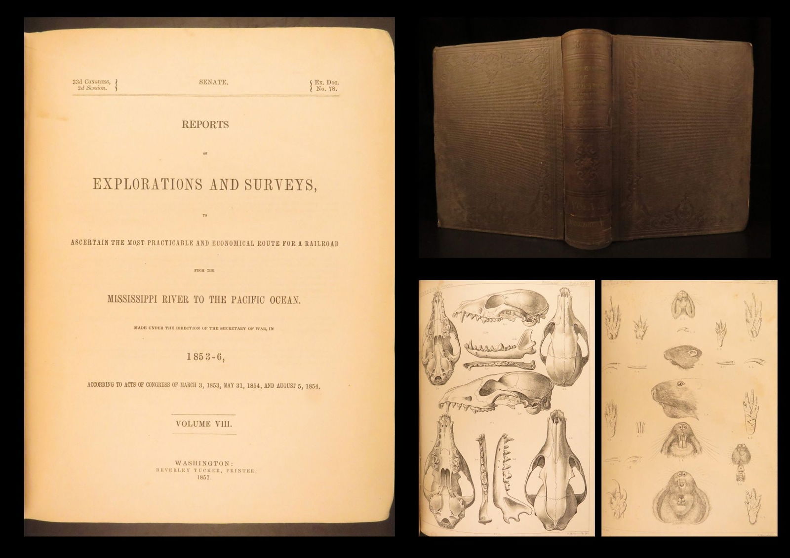 Reports of Explorations | U.S. War Dept., 1857 – Illustrated Mammals, Rare: Beginning in 1855, the United States Congress published reports and surveys of certain railroad routes from the Mississippi River westward to the Pacific. This volume from Reports of Explorations and