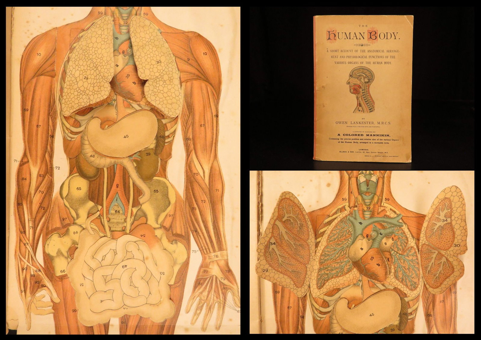 1900 – Human Body – Lankester | Victorian Anatomy & Medicine, Color Diagram: The Human Body by Owen Lankester is a short anatomical and physiological survey. Published around 1900, this book covers each of the major organs and their basic function. The draw of this work, howev