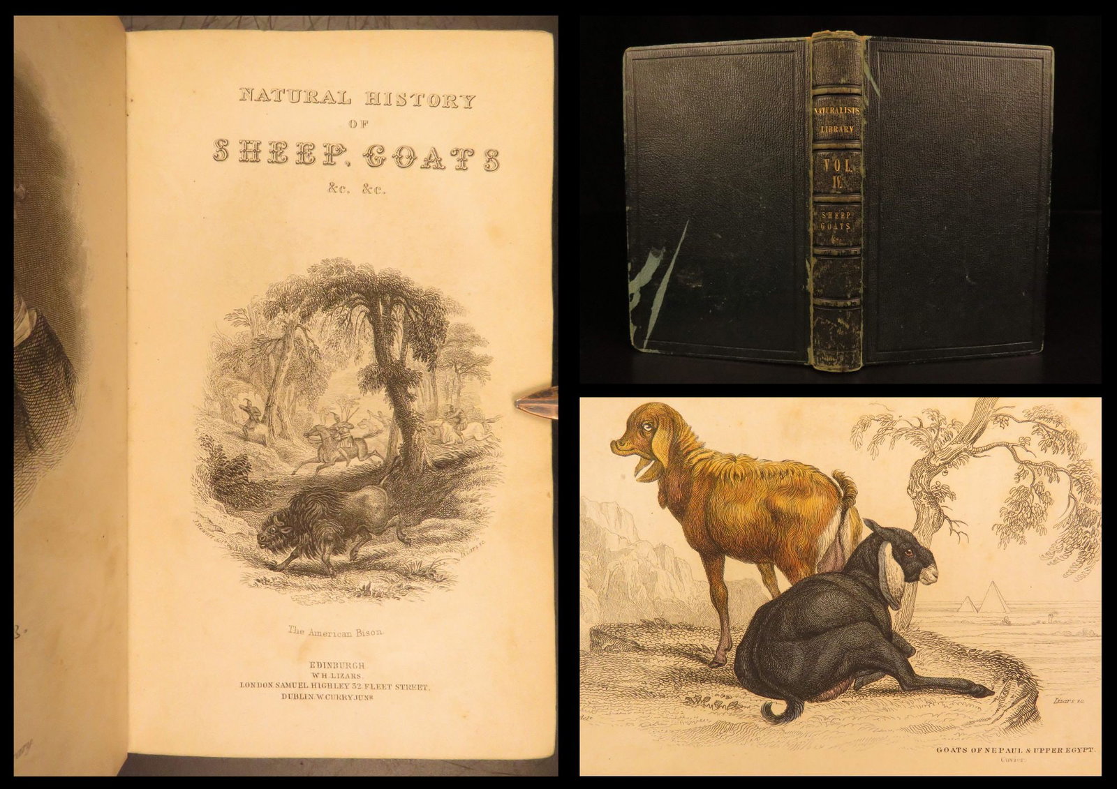 1836 – The Naturalist’s Library – Jardine | Ruminant Mammals – Sheep, Cattle: Naturalists Library Ruminantia 1836 is part of Sir William Jardines widely circulated natural history series. This fourth mammal volume covers deer, oxen, antelope, and similar hoofed animals. It incl
