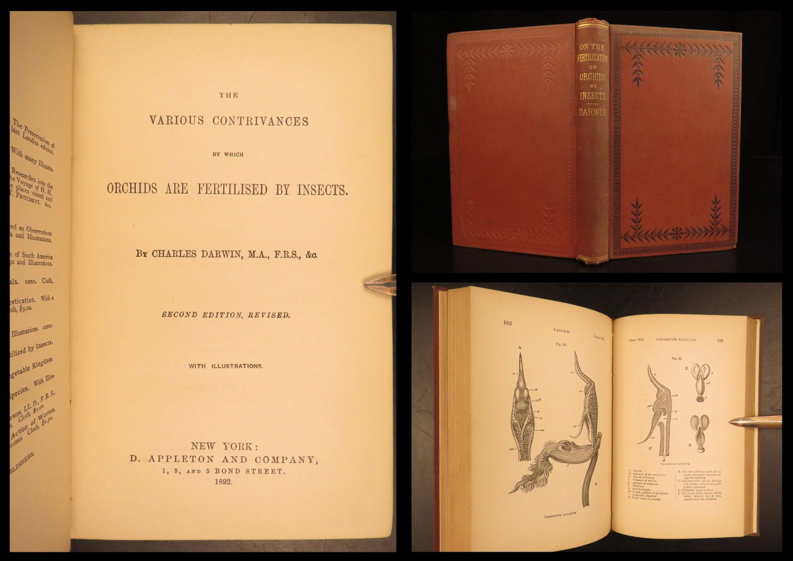 1892 – Fertilisation of Orchids – Darwin | Evolution Science, Insects, Illustrated (1 of 10)