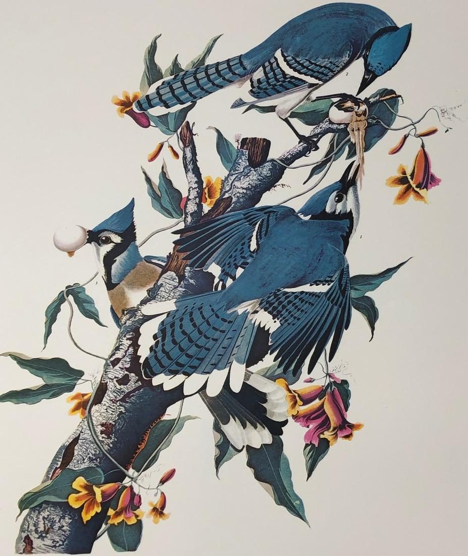 1964 Audubon Folio Print (1 of 4)