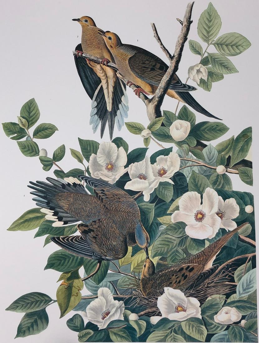 1964 Audubon Folio Print (1 of 4)