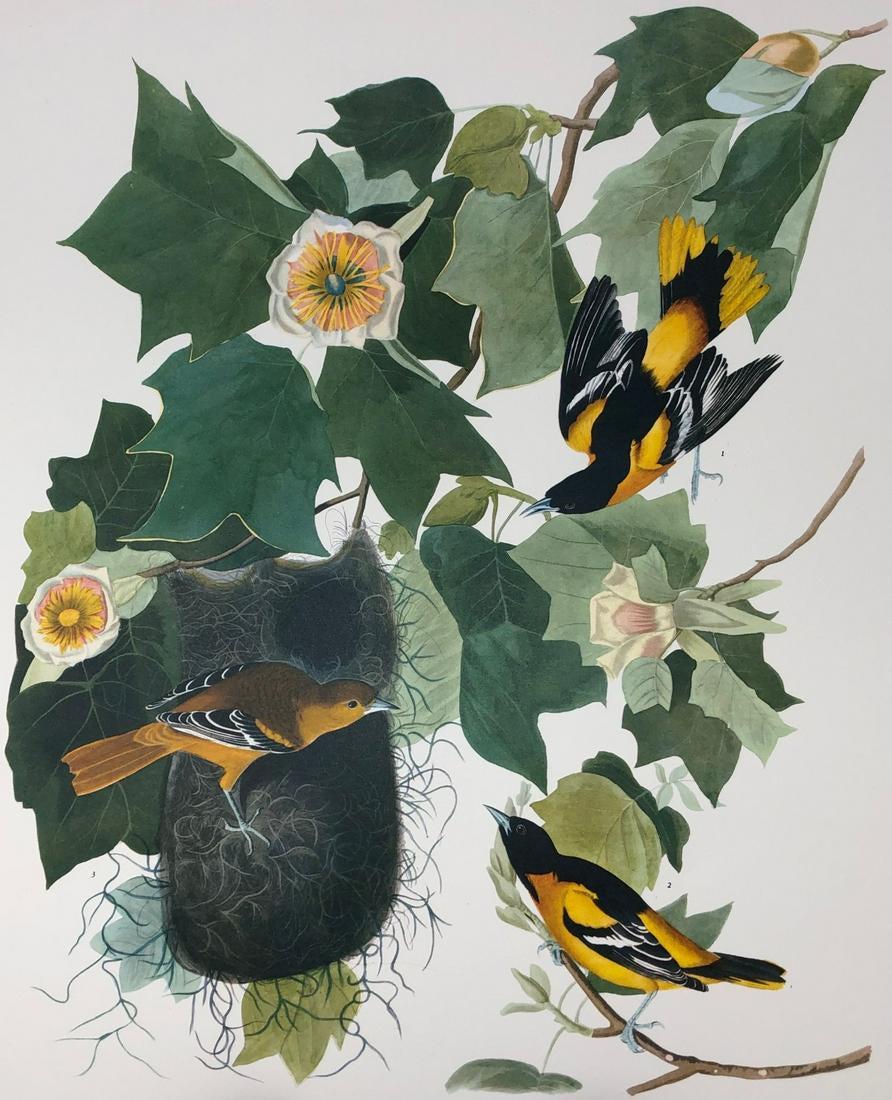 1964 Audubon Folio Print (1 of 4)