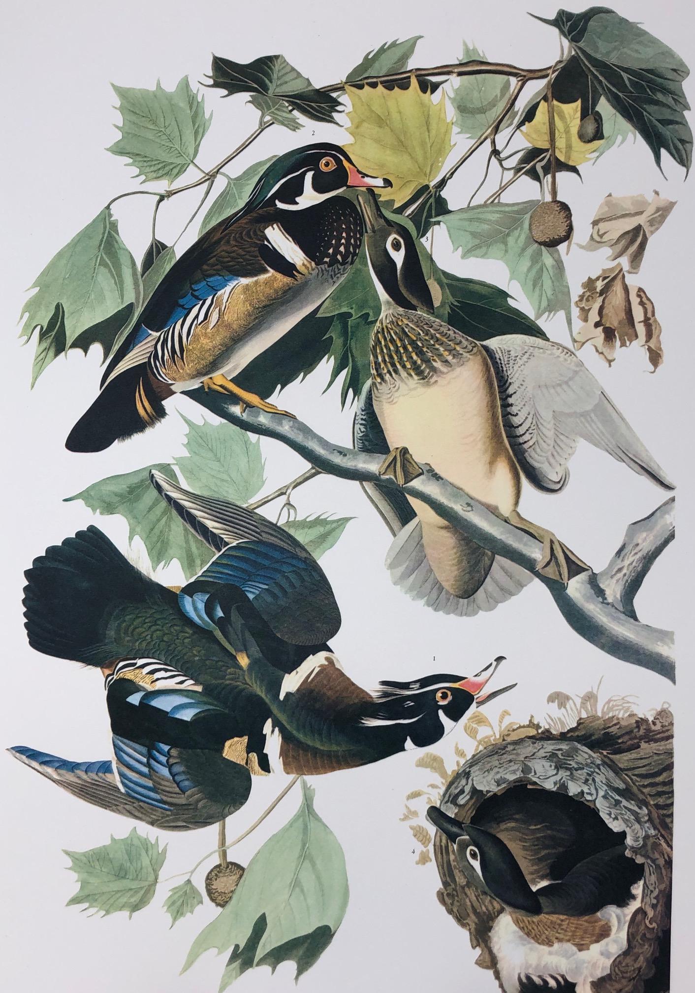1964 Audubon Folio Print (1 of 4)