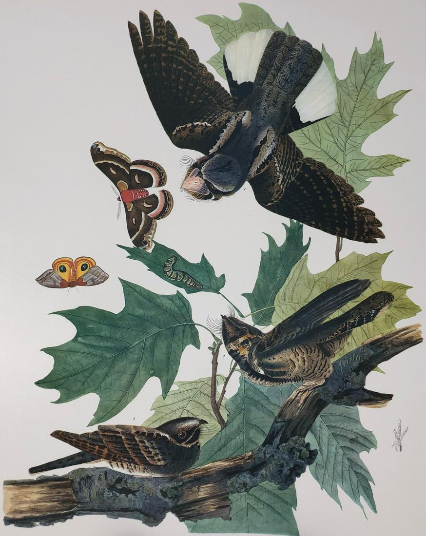 1964 Audubon Folio Print (1 of 4)