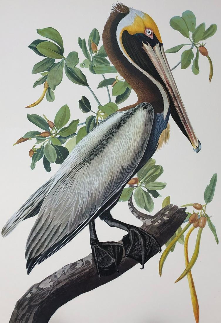 1964 Audubon Folio Print (1 of 4)