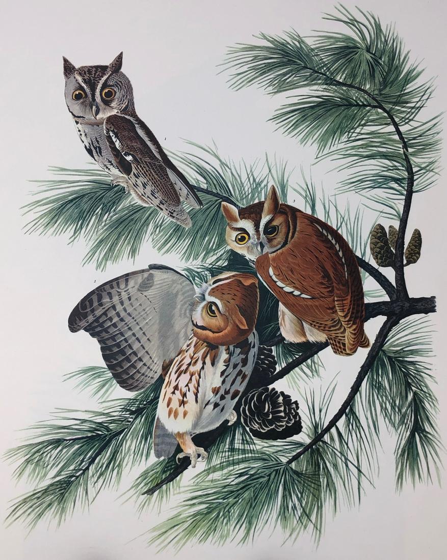 1964 Audubon Folio Print (1 of 4)