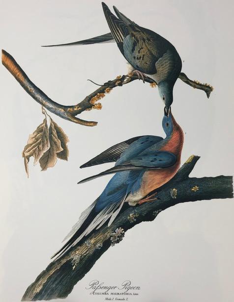 1964 Audubon Folio Print (1 of 4)