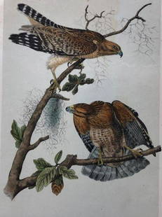 Later Edition JJ Audubon Color Engraving: Description: 2nd or later edition of JJ Audubon original Octavo color engravings. PL9; N. 2, Red Shouldered Buzzard. Light aqua tint denotes later than 1st edition. All information on bottom of print